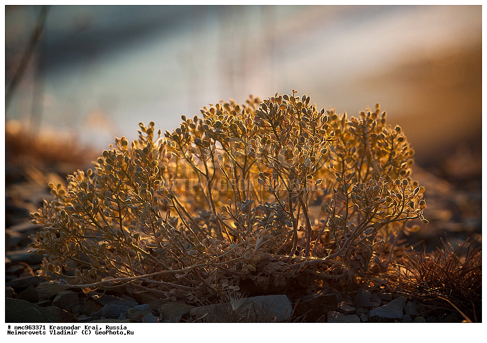  ������������� ����, ������, ����������, �����, ����������, �����, ������ ��������, �����, ��������, ���������� ��������, ������, �����, ������������ ��������, XYZ, ���������, ����������, �������������, Brassicaceae, Cruciferae ������� �����������, Alyssum obtusifolium, XYZ, ���������, ����������, �������������, Brassicaceae, Cruciferae ������� �����������, Alyssum obtusifolium