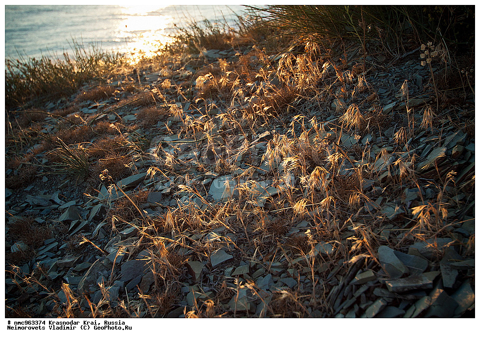  ������������� ����, ������, ����������, �����, ����������, �����, ������ ��������, �����, ��������, ���������� ��������, ������, �����, ������������ ��������, XYZ, �����, ����������, Gramineae, Poaceae, �������������� ����������, ����� ����������, ������ ����������, �������� ����������, Anisantha tectorum, Bromus tectorum, Zerna tectorum, XYZ, �����, ����������, Gramineae, Poaceae, �������������� ����������, ����� ����������, ������ ����������, �������� ����������, Anisantha tectorum, Bromus tectorum, Zerna tectorum