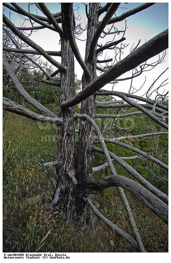  ������������� ����, ������, ����������, �����, ����������, �����, ������ ��������, �����, ��������, ���������� ��������, ������, �����, ������������ ��������, XYZ, �����������, Cupressaceae, ������������ �������, Juniperus excelsa