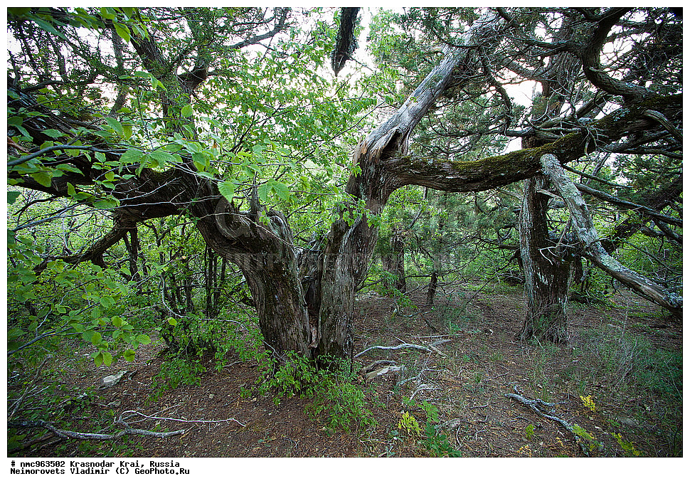  ������������� ����, ������, ����������, �����, ����������, �����, ������ ��������, �����, ��������, ���������� ��������, ������, �����, ������������ ��������, XYZ, �����������, Cupressaceae, ������������ �������, Juniperus excelsa