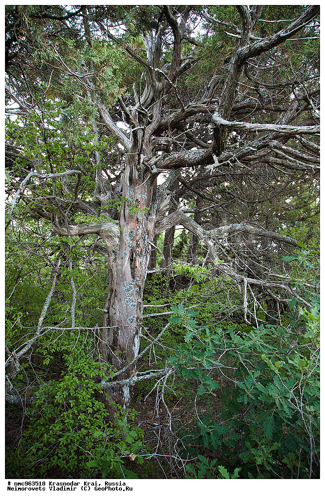  ������������� ����, ������, ����������, �����, ����������, �����, ������ ��������, �����, ��������, ���������� ��������, ������, �����, ������������ ��������, XYZ, �����������, Cupressaceae, ������������ �������, Juniperus excelsa