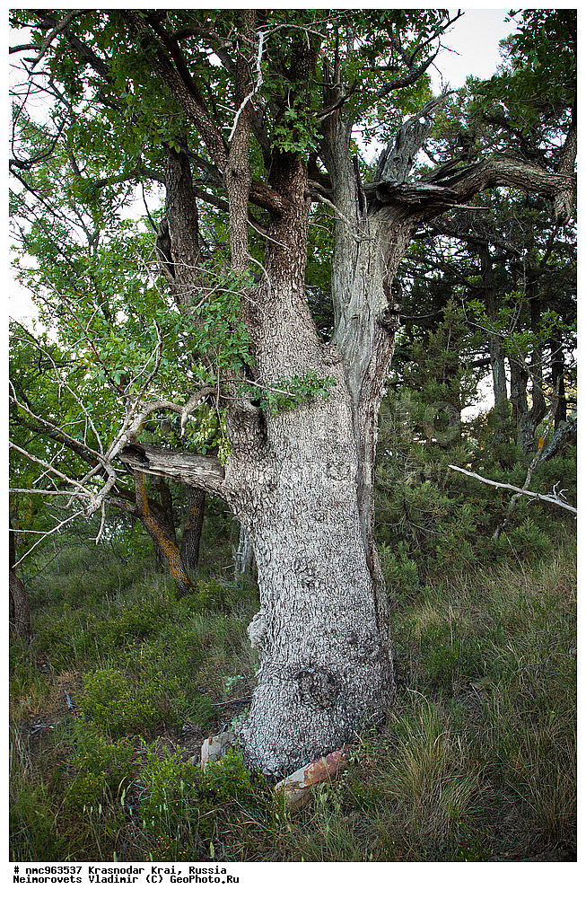  ������������� ����, ������, ����������, �����, ����������, �����, ������ ��������, �����, ��������, ���������� ��������, ������, �����, ������������ ��������, XYZ, ������������, ���������, Anacardiaceae, �������� �����������, ����� ��������, ������� ������, ����������� ������, ������ ������, �������� �������������, ���������, Pistacia mutica, Pistacia atlantica mutica