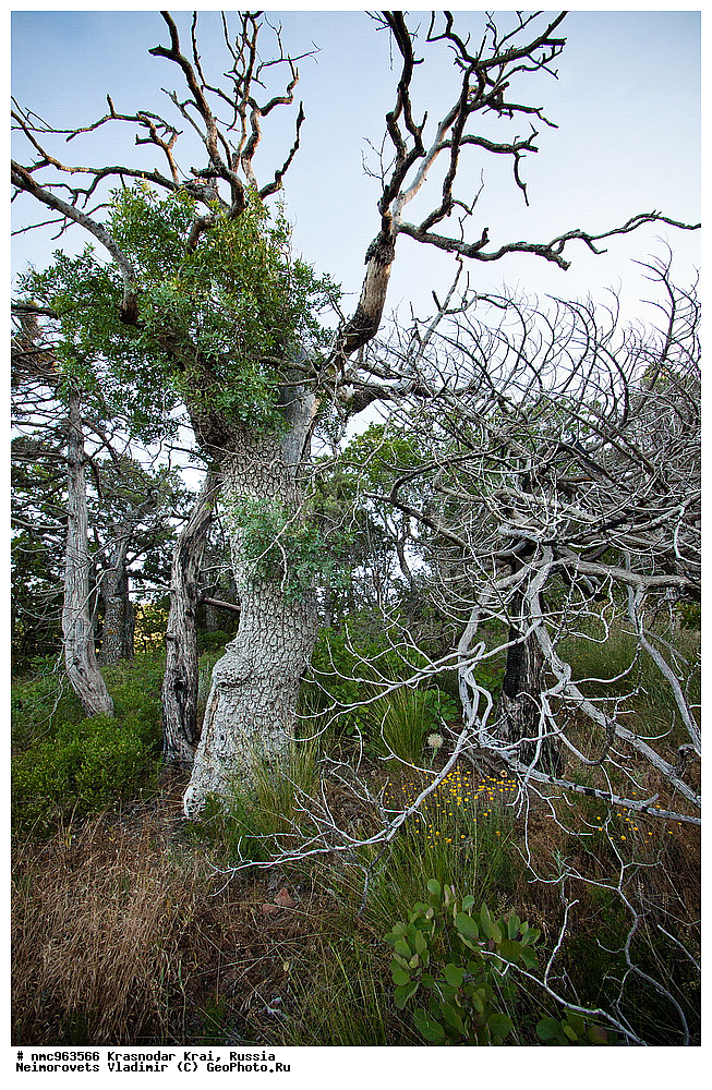  ������������� ����, ������, ����������, �����, ����������, �����, ������ ��������, �����, ��������, ���������� ��������, ������, �����, ������������ ��������, XYZ, ������������, ���������, Anacardiaceae, �������� �����������, ����� ��������, ������� ������, ����������� ������, ������ ������, �������� �������������, ���������, Pistacia mutica, Pistacia atlantica mutica