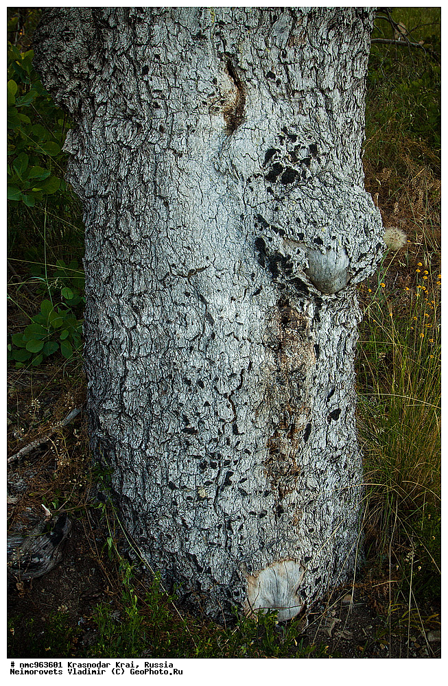  ������������� ����, ������, ����������, �����, ����������, �����, ������ ��������, �����, ��������, ���������� ��������, ������, �����, ������������ ��������, XYZ, ������������, ���������, Anacardiaceae, �������� �����������, ����� ��������, ������� ������, ����������� ������, ������ ������, �������� �������������, ���������, Pistacia mutica, Pistacia atlantica mutica