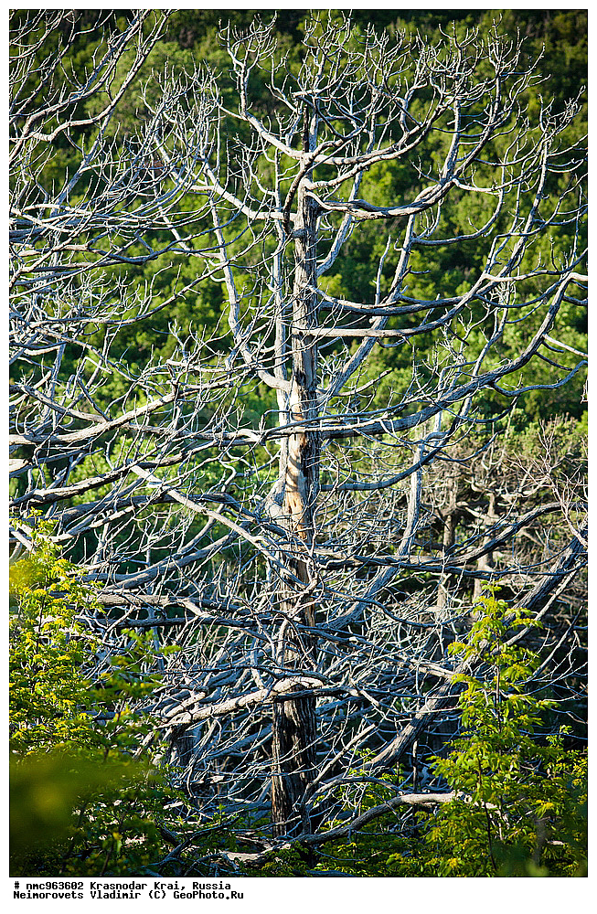  ������������� ����, ������, ����������, �����, ����������, �����, ������ ��������, �����, ��������, ���������� ��������, ������, �����, ������������ ��������, XYZ, �����������, Cupressaceae, ������������ �������, Juniperus excelsa