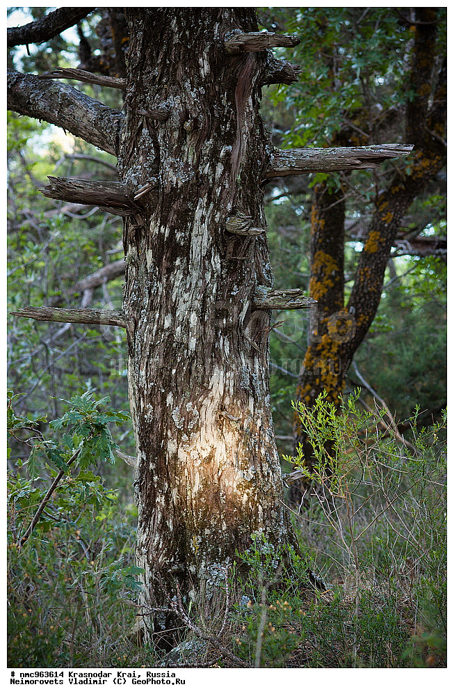  ������������� ����, ������, ����������, �����, ����������, �����, ������ ��������, �����, ��������, ���������� ��������, ������, �����, ������������ ��������, XYZ, �����������, Cupressaceae, ������������ �������, Juniperus excelsa