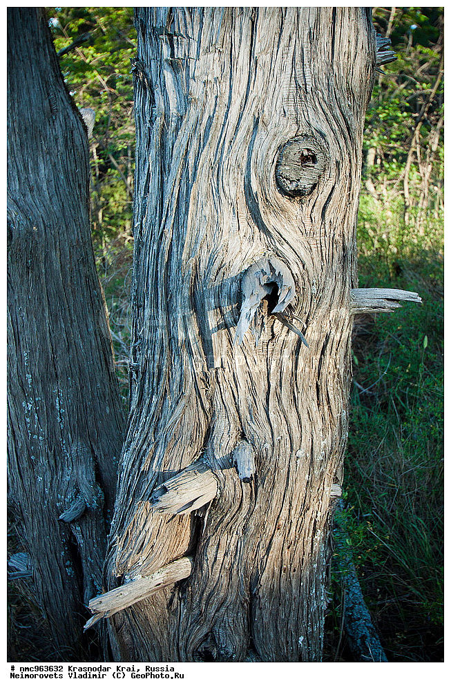  ������������� ����, ������, ����������, �����, ����������, �����, ������ ��������, �����, ��������, ���������� ��������, ������, �����, ������������ ��������, XYZ, �����������, Cupressaceae, ������������ �������, Juniperus excelsa