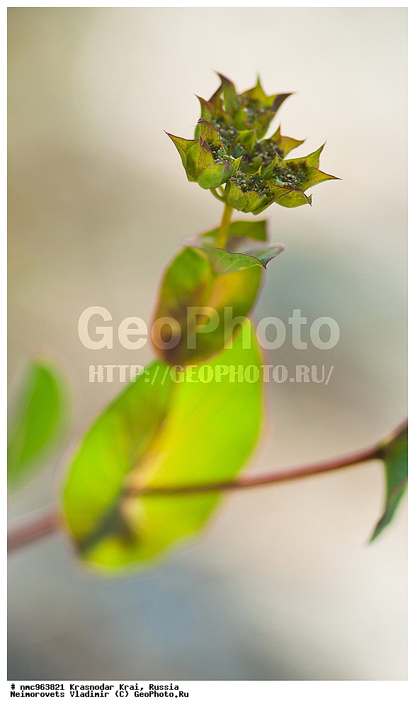  ������������� ����, ������, ����������, �����, ����������, �����, ������ ��������, �����, ��������, ���������� ��������, ������, �����, ������������ ��������, XYZ, ���������, ������������, ������������, Umbelliferae, Apiaceae, ��������� �������������, �����, ��������, ���������, Bupleurum rotundifolium