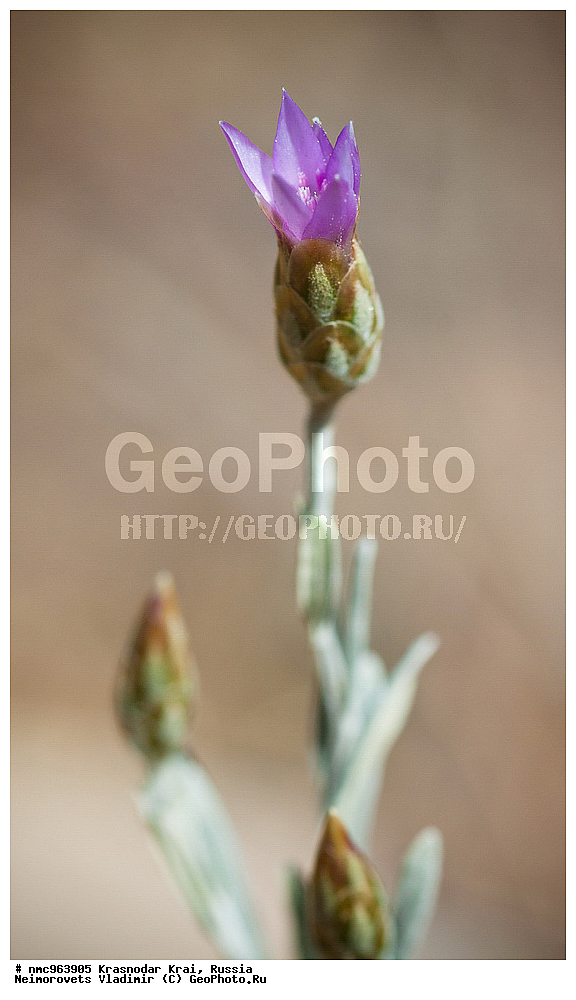  ������������� ����, ������, ����������, �����, ����������, �����, ������ ��������, �����, ��������, ���������� ��������, ������, �����, ������������ ��������, XYZ, ��������, �������������, Asteraceae, Compositae, �������� ��������������, Xeranthemum cylindraceum, Xeroloma cylindracea