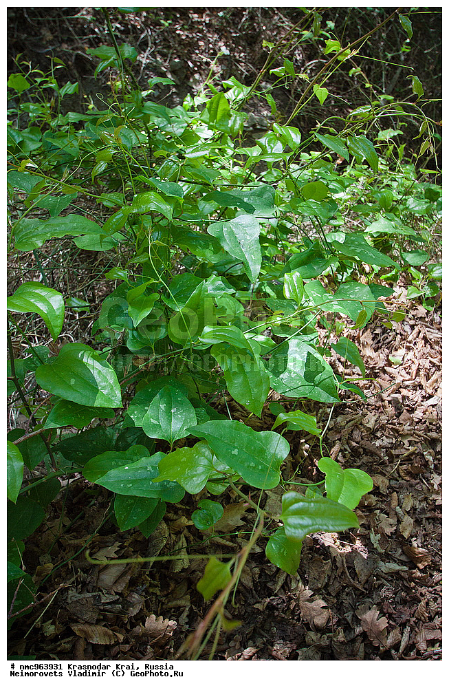  ������������� ����, ������, ����������, �����, ����������, �����, ������ ��������, �����, ��������, ���������� ��������, ������, �����, ������������ ��������, XYZ, ���������������, �����������, Smilacaceae, ����������� �������, ������� �������, Smilax excelsa, Smilax panduriformis