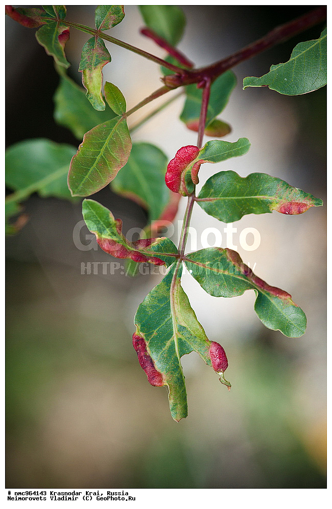  ������������� ����, ������, ����������, �����, ����������, �����, ������ ��������, �����, ��������, ���������� ��������, ������, �����, ������������ ��������, XYZ, ������������, ���������, Anacardiaceae, �������� �����������, ����� ��������, ������� ������, ����������� ������, ������ ������, �������� �������������, ���������, Pistacia mutica, Pistacia atlantica mutica