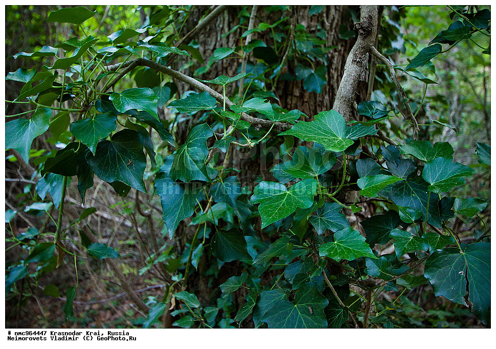  ������������� ����, ������, ����������, �����, ����������, �����, ������ ��������, �����, ��������, ���������� ��������, ������, �����, ������������ ��������, XYZ, ���������, Araliaceae, ���� ������������, ���� ����������, ���� ��������, ���� ��������, ������������ ����, ���������� ����, �������� ����, �������� ����, �������, Hedera helix, Hedera caucasigena, Hedera taurica