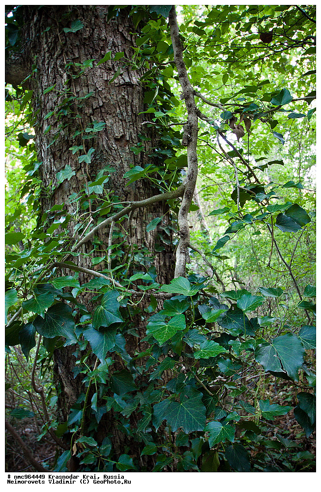  ������������� ����, ������, ����������, �����, ����������, �����, ������ ��������, �����, ��������, ���������� ��������, ������, �����, ������������ ��������, XYZ, ���������, Araliaceae, ���� ������������, ���� ����������, ���� ��������, ���� ��������, ������������ ����, ���������� ����, �������� ����, �������� ����, �������, Hedera helix, Hedera caucasigena, Hedera taurica