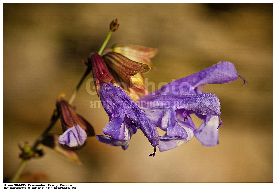  ������������� ����, ������, ����������, �����, ����������, �����, ������ ��������, �����, ��������, ���������� ��������, ������, �����, ������������ ��������, XYZ, ����������, �����������, Lamiaceae, Labiatae, ������ ���������, Salvia ringens, XYZ, ����������, �����������, Lamiaceae, Labiatae, ������ ���������, Salvia ringens