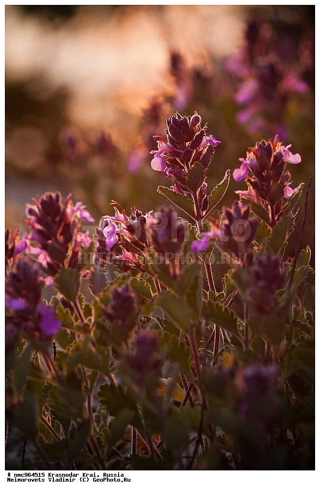  ������������� ����, ������, ����������, �����, ����������, �����, ������ ��������, �����, ��������, ���������� ��������, ������, �����, ������������ ��������, XYZ, ����������, �����������, Lamiaceae, Labiatae, ��������� ������������, ��������� ��������, ��������� ����������, ��������� �������, Teucrium chamaedrys, Teucrium pulchrius, Teucrium stevenianum