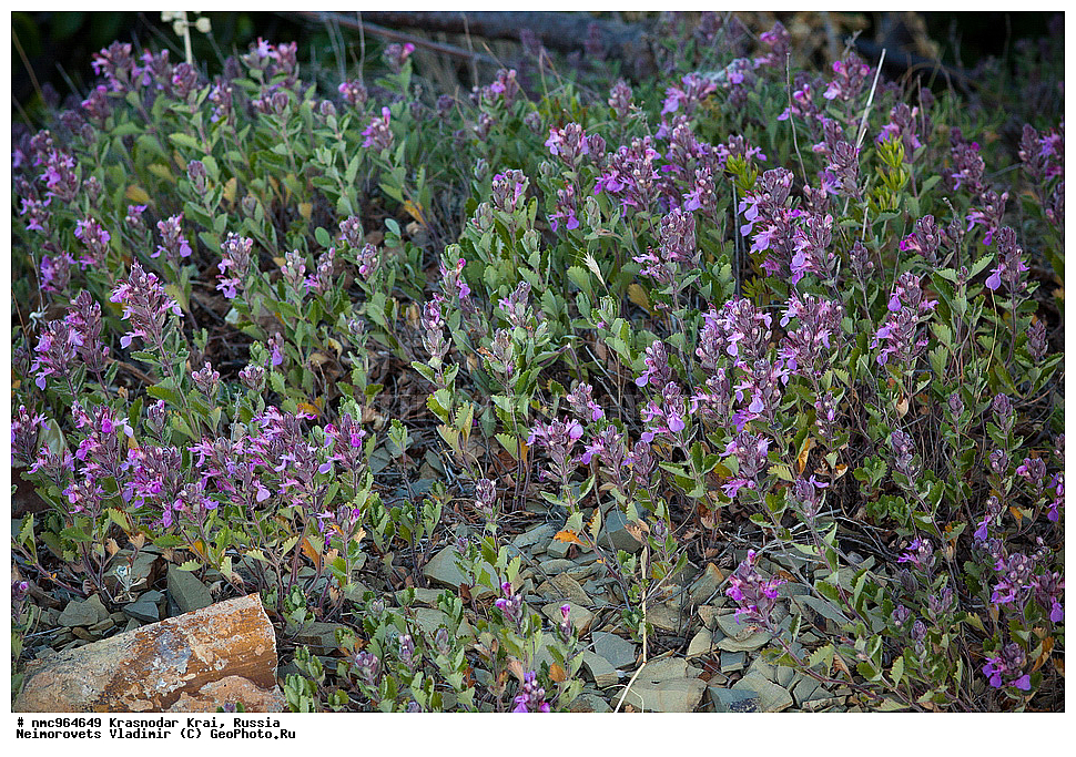  ������������� ����, ������, ����������, �����, ����������, �����, ������ ��������, �����, ��������, ���������� ��������, ������, �����, ������������ ��������, XYZ, ����������, �����������, Lamiaceae, Labiatae, ��������� ������������, ��������� ��������, ��������� ����������, ��������� �������, Teucrium chamaedrys, Teucrium pulchrius, Teucrium stevenianum