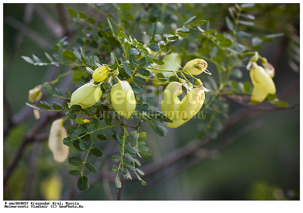  ������������� ����, ������, ����������, �����, ����������, �����, ������ ��������, �����, ��������, ���������� ��������, ������, �����, ������������ ��������, XYZ, �������, �����������, Fabaceae, Fabaceae, Leguminosae, Papilionaceae, �������� �����������, �������� ����������� �����������, Colutea cilicica, Colutea arborescens ssp. cilicica