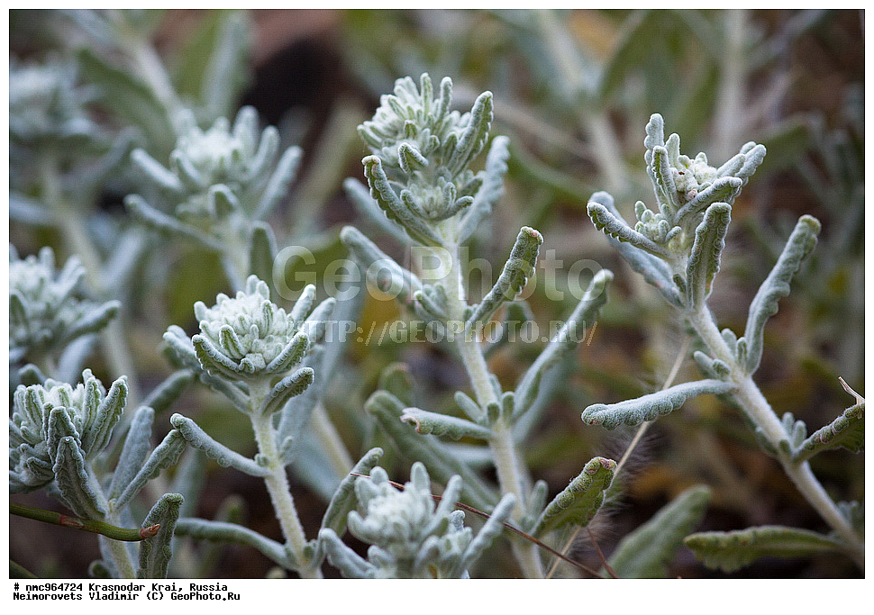  ������������� ����, ������, ����������, �����, ����������, �����, ������ ��������, �����, ��������, ���������� ��������, ������, �����, ������������ ��������, XYZ, ����������, �����������, Lamiaceae, Labiatae, ��������� �������������, ��������� �������������, ��������� �����, ��������� �����, �����, Teucrium polium