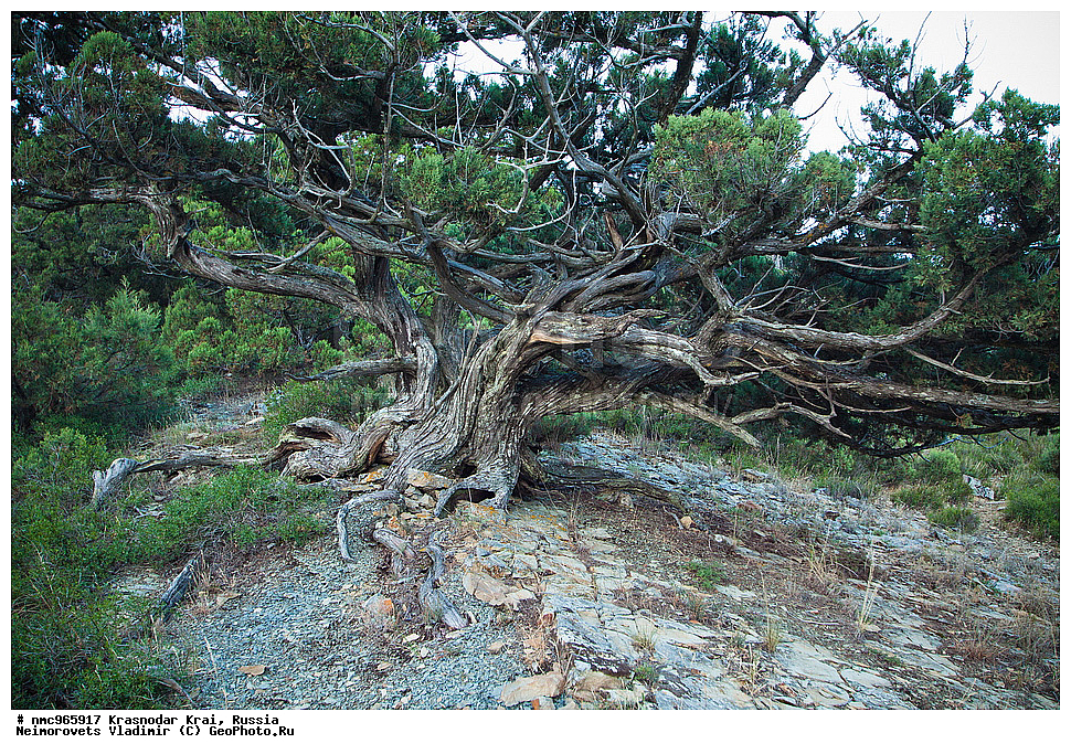  ������������� ����, ������, ����������, �����, ����������, �����, ������ ��������, �����, ��������, ���������� ��������, ������, �����, ������������ ��������, XYZ, �����������, Cupressaceae, ������������ �������, Juniperus excelsa