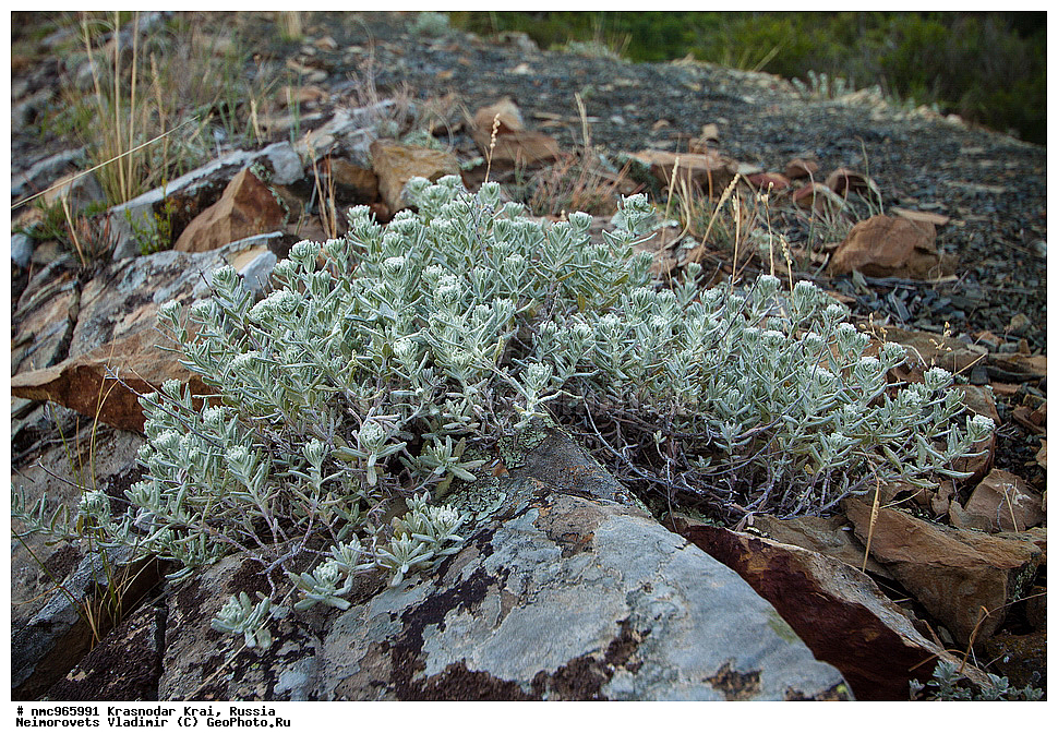  ������������� ����, ������, ����������, �����, ����������, �����, ������ ��������, �����, ��������, ���������� ��������, ������, �����, ������������ ��������, XYZ, ����������, �����������, Lamiaceae, Labiatae, ��������� �������������, ��������� �������������, ��������� �����, ��������� �����, �����, Teucrium polium