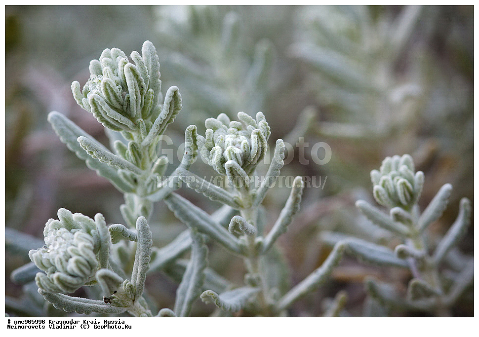  ������������� ����, ������, ����������, �����, ����������, �����, ������ ��������, �����, ��������, ���������� ��������, ������, �����, ������������ ��������, XYZ, ����������, �����������, Lamiaceae, Labiatae, ��������� �������������, ��������� �������������, ��������� �����, ��������� �����, �����, Teucrium polium