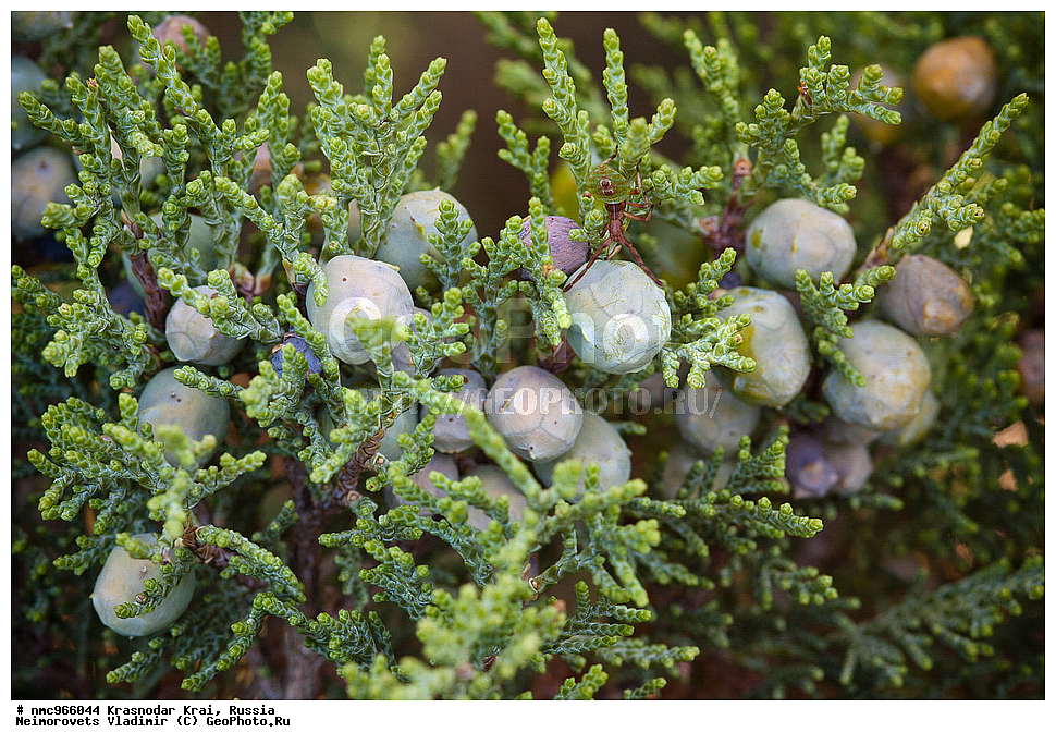  ������������� ����, ������, ����������, �����, ����������, �����, ������ ��������, �����, ��������, ���������� ��������, ������, �����, ������������ ��������, XYZ, �����������, Cupressaceae, ������������ �������, Juniperus excelsa