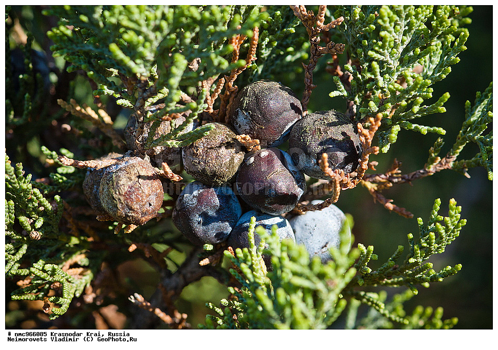  ������������� ����, ������, ����������, �����, ����������, �����, ������ ��������, �����, ��������, ���������� ��������, ������, �����, ������������ ��������, XYZ, �����������, Cupressaceae, ������������ �������, Juniperus excelsa