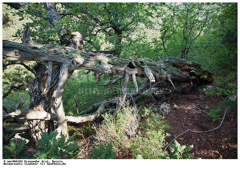  ������������� ����, ������, ����������, �����, ����������, �����, ������ ��������, �����, ��������, ���������� ��������, ������, �����, ������������ ��������, XYZ, �����������, Cupressaceae, ������������ �������, Juniperus excelsa