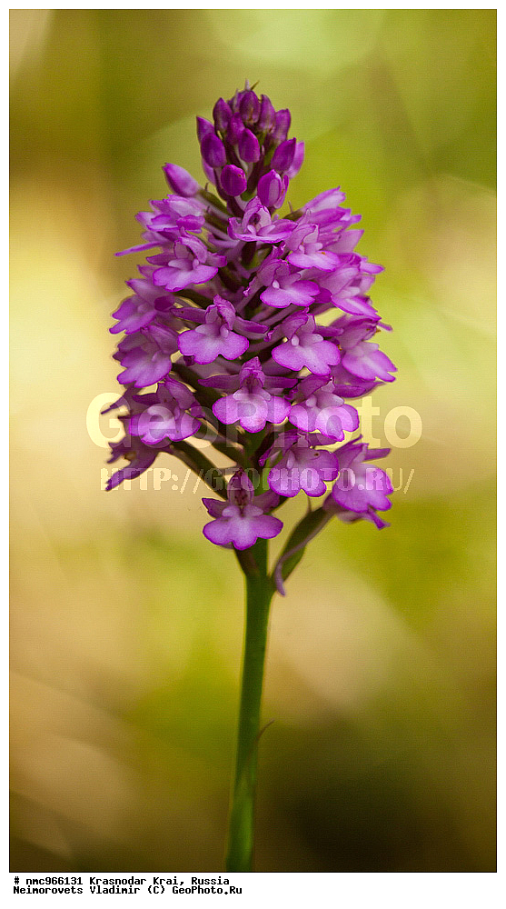  ������������� ����, ������, ����������, �����, ����������, �����, ������ ��������, �����, ��������, ���������� ��������, ������, �����, ������������ ��������, XYZ, ��������, ������������, �������, Orchidaceae, ���������� �������������, Anacamptis pyramidalis