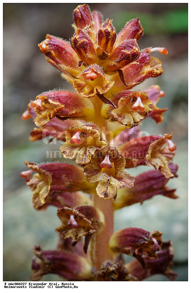  ������������� ����, ������, ����������, �����, ����������, �����, ������ ��������, �����, ��������, ���������� ��������, ������, �����, ������������ ��������, XYZ, ������������, �����������, Scrophulariaceae, Orobanchaceae, �������� ���������, Orobanche laxissima