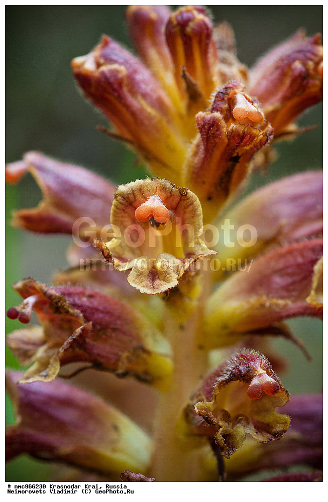  ������������� ����, ������, ����������, �����, ����������, �����, ������ ��������, �����, ��������, ���������� ��������, ������, �����, ������������ ��������, XYZ, ������������, �����������, Scrophulariaceae, Orobanchaceae, �������� ���������, Orobanche laxissima