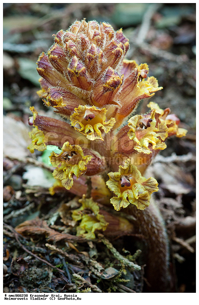  ������������� ����, ������, ����������, �����, ����������, �����, ������ ��������, �����, ��������, ���������� ��������, ������, �����, ������������ ��������, XYZ, ������������, �����������, Scrophulariaceae, Orobanchaceae, �������� ���������, Orobanche laxissima