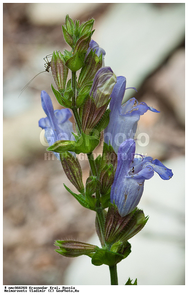  ������������� ����, ������, ����������, �����, ����������, �����, ������ ��������, �����, ��������, ���������� ��������, ������, �����, ������������ ��������, ������ ��������, �����, ���������� ��������, ������������ ��������, ������������ ��������, ������, �����, XYZ, ����������, �����������, Lamiaceae, Labiatae, ������ ���������, ������ ���������������, ������ �������������, Salvia tomentosa, Salvia brachystemon, Salvia grandiflora