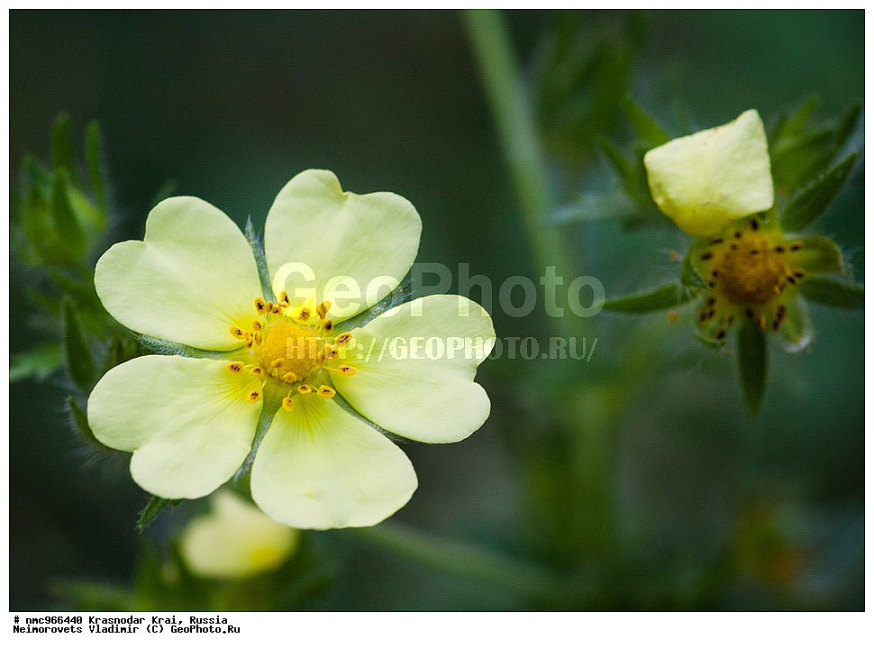  ������������� ����, ������, ����������, �����, ����������, �����, ������ ��������, �����, ��������, ���������� ��������, ������, �����, ������������ ��������, XYZ, ������������, �������, �����������, Rosaceae, ��������, Potentilla sp.