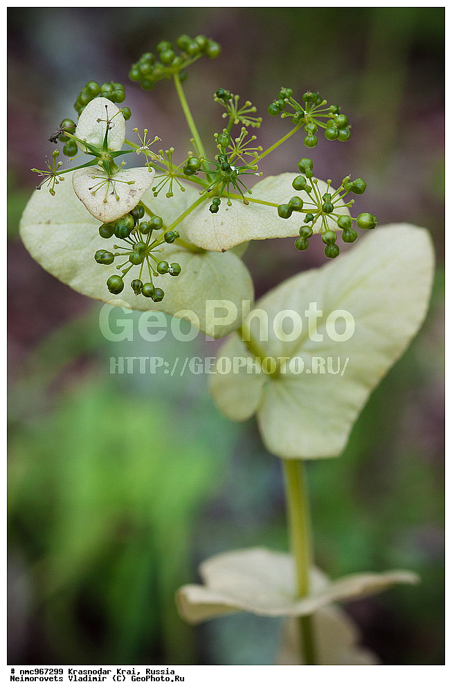  ������������� ����, ������, ����������, �����, ����������, �����, ������ ��������, �����, ��������, ���������� ��������, ����, �����, �����, �����, ������������ ��������, XYZ, ���������, ������������, ������������, Umbelliferae, Apiaceae, ������� ���������������, ������� �����t����������, Smyrnium perfoliatum