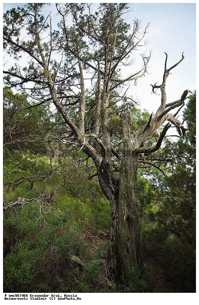  ������������� ����, ������, ����������, �����, ����������, �����, ������ ��������, �����, ��������, ���������� ��������, ������, �����, ������������ ��������, XYZ, �����������, Cupressaceae, ������������ �������, Juniperus excelsa