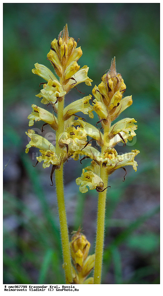  ������������� ����, ������, ����������, �����, ����������, �����, ������ ��������, �����, ��������, ���������� ��������, ������, �����, ������������ ��������, XYZ, ������������, �����������, Scrophulariaceae, Orobanchaceae, �������� ���������, Orobanche laxissima