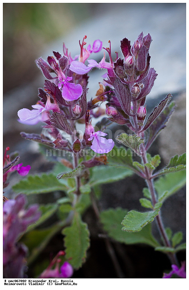  ������������� ����, ������, ����������, �����, ����������, �����, ������ ��������, �����, ��������, ���������� ��������, ������, �����, ������������ ��������, XYZ, ����������, �����������, Lamiaceae, Labiatae, ��������� ������������, ��������� ��������, ��������� ����������, ��������� �������, Teucrium chamaedrys, Teucrium pulchrius, Teucrium stevenianum