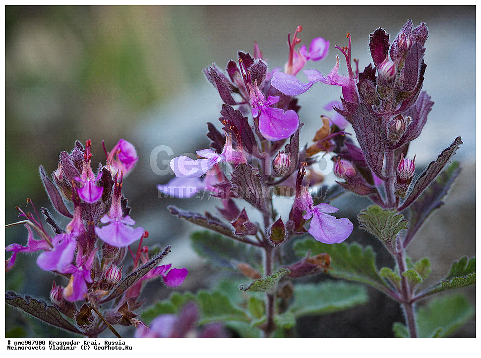  ������������� ����, ������, ����������, �����, ����������, �����, ������ ��������, �����, ��������, ���������� ��������, ������, �����, ������������ ��������, XYZ, ����������, �����������, Lamiaceae, Labiatae, ��������� ������������, ��������� ��������, ��������� ����������, ��������� �������, Teucrium chamaedrys, Teucrium pulchrius, Teucrium stevenianum