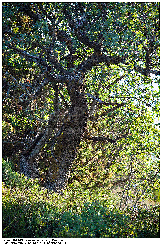  ������������� ����, ������, ����������, �����, ����������, �����, ������ ��������, �����, ��������, ���������� ��������, ������, �����, ������������ ��������, XYZ, ������������, ���������, Anacardiaceae, �������� �����������, ����� ��������, ������� ������, ����������� ������, ������ ������, �������� �������������, ���������, Pistacia mutica, Pistacia atlantica mutica