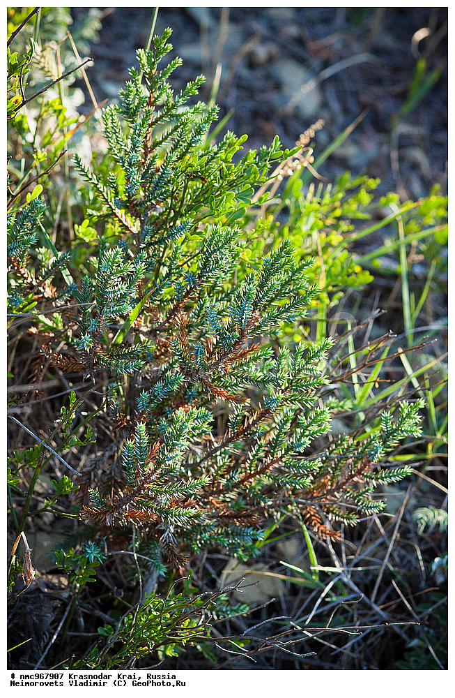  ������������� ����, ������, ����������, �����, ����������, �����, ������ ��������, �����, ��������, ���������� ��������, ������, �����, ������������ ��������, ������ ��������, �����, ���������� ��������, ������������ ��������, ������������ ��������, XYZ, �����������, Cupressaceae, ������������ �������, ������������ �����������, Juniperus foetidissima