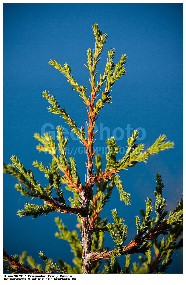  ������������� ����, ������, ����������, �����, ����������, �����, ������ ��������, �����, ��������, ���������� ��������, ������, �����, ������������ ��������, ������ ��������, �����, ���������� ��������, ������������ ��������, ������������ ��������, XYZ, �����������, Cupressaceae, ������������ �������, ������������ �����������, Juniperus foetidissima