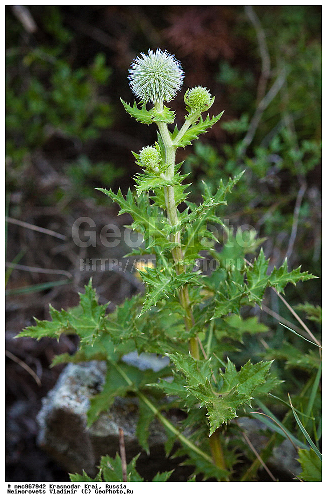  ������������� ����, ������, ����������, �����, ����������, �����, ������ ��������, �����, ��������, ���������� ��������, ������, �����, ������������ ��������, XYZ, ��������, �������������, Asteraceae, Compositae, ��������� �����������, ��������� ����������, ��������� �������������, Echinops sphaerocephalus, Echinops erevanensis