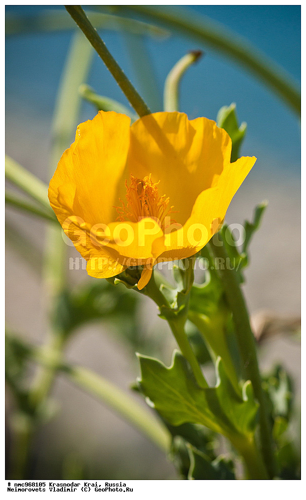  ������������� ����, ������, ����������, �����, ����������, �����, ������ ��������, �����, ��������, ���������� ��������, ������, �����, ������������ ��������, XYZ, �������, Papaveraceae, ����� �����, �������� �����, ����� ������, �������� ������, Glaucium flavum