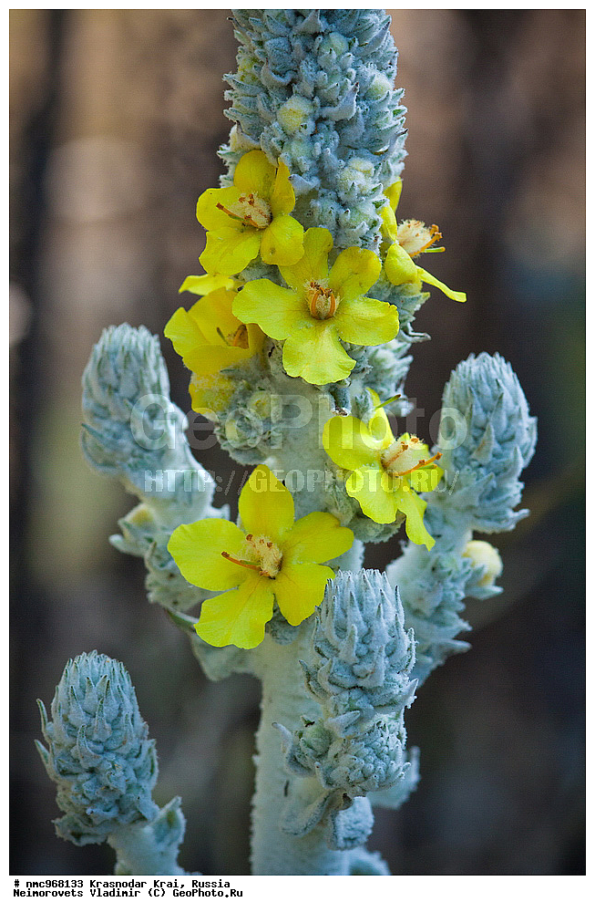  ������������� ����, ������, ����������, �����, ����������, �����, ������ ��������, �����, ��������, ���������� ��������, ������, �����, ������������ ��������, XYZ, ������������, Scrophulariaceae, ������� ������������, Verbascum gnaphalodes