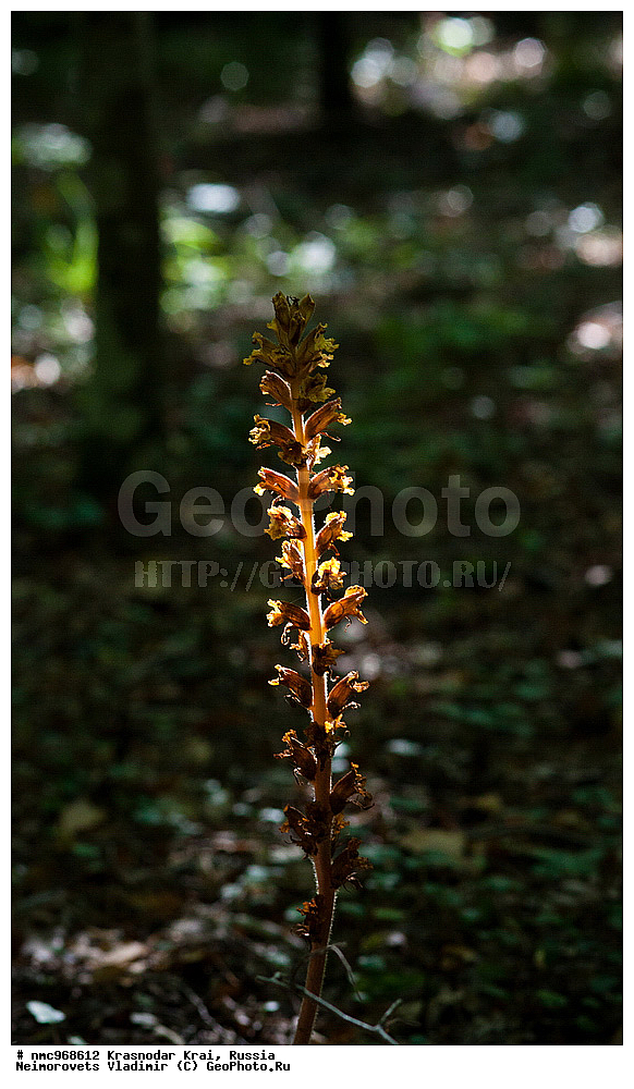  ������������� ����, ������, ����������, �����, ����������, �����, ������ ��������, �����, ��������, ���������� ��������, ������, �����, ������������ ��������, XYZ, ������������, �����������, Scrophulariaceae, Orobanchaceae, �������� ���������, Orobanche laxissima