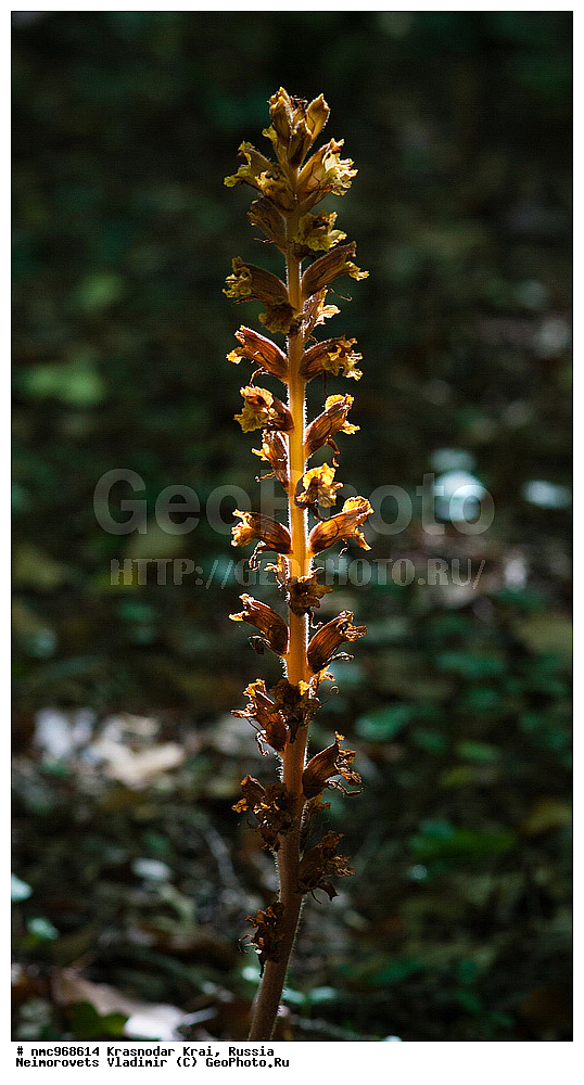  ������������� ����, ������, ����������, �����, ����������, �����, ������ ��������, �����, ��������, ���������� ��������, ������, �����, ������������ ��������, XYZ, ������������, �����������, Scrophulariaceae, Orobanchaceae, �������� ���������, Orobanche laxissima