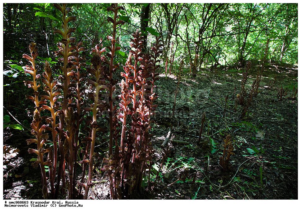  ������������� ����, ������, ����������, �����, ����������, �����, ������ ��������, �����, ��������, ���������� ��������, ������, �����, ������������ ��������, XYZ, ������������, �����������, Scrophulariaceae, Orobanchaceae, �������� ���������, Orobanche laxissima