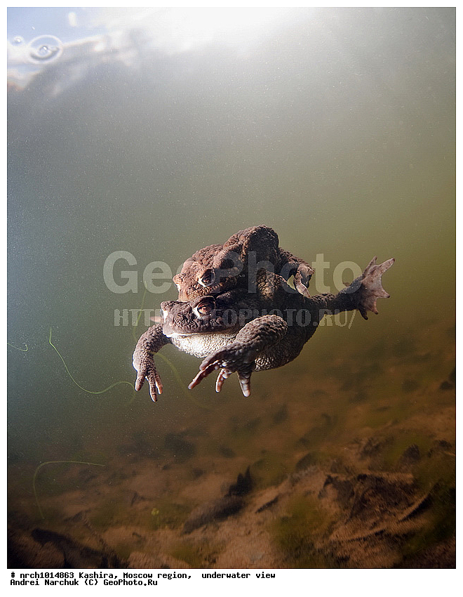 ��������� �����, ���������� �������, ���, �������, �� ���, ����, �����������, ���������