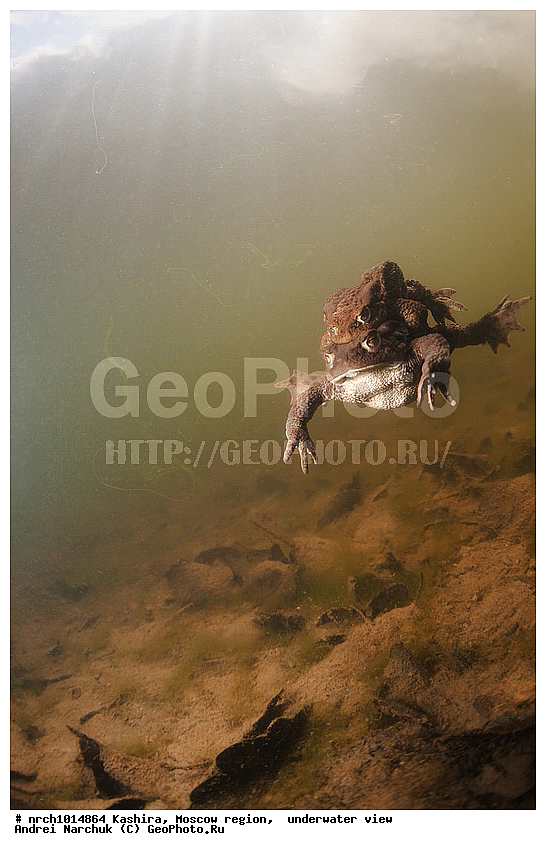 ��������� �����, ���������� �������, ���, �������, �� ���, ����, �����������, ���������